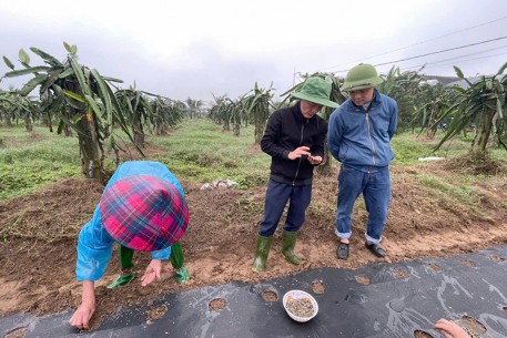 Xây dựng mô hình trồng cây Sâm bố chính