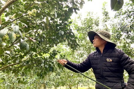 Rộn ràng mùa “kết duyên” hoa bưởi