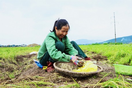 Trồng hành tăm thích ứng biến đổi khí hậu