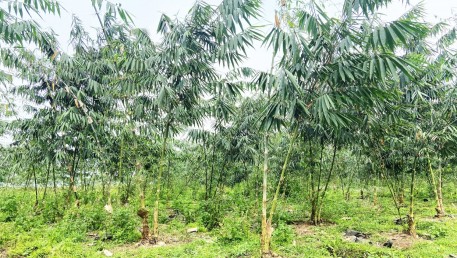 Triển vọng trồng tre Mạnh Tông lấy măng