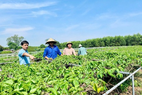 Đầu tư đúng hướng, vợ chồng ở vùng miền núi có thu nhập hàng trăm triệu đồng