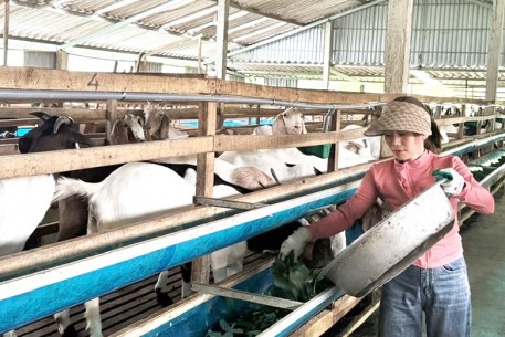 Hiệu quả mô hình nuôi dê Boer ở xã Sơn Tiến