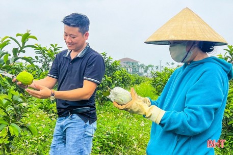 Trồng ổi lê Thái Lan theo tiêu chuẩn hữu cơ, thu nửa tỷ đồng mỗi năm