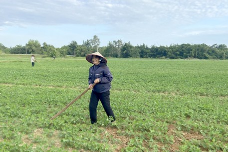 Trồng lạc trái vụ – Giải pháp chuyển đổi cây trồng hiệu quả trong vụ hè thu
