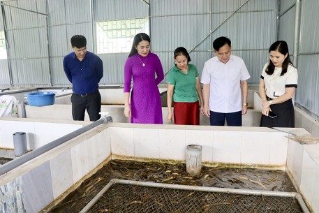 Triển vọng từ mô hình nuôi lươn không bùn ở xã Thượng Đức