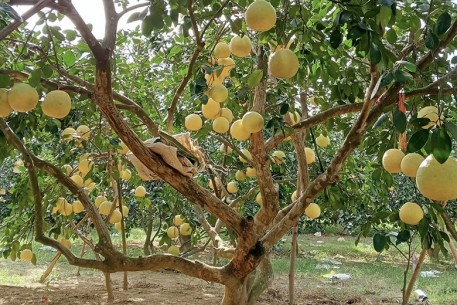 Đoàn Ngọc Bảo với giấc mơ làm giàu từ bưởi Phúc Trạch