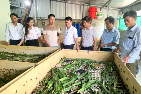 Nuôi dế thương phẩm – hướng phát triển kinh tế mới ở xã Đức Quang