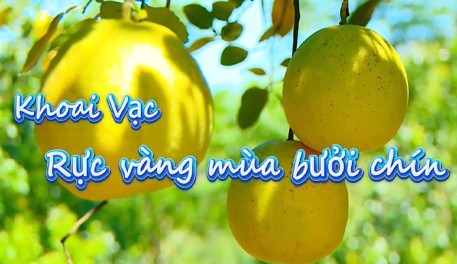 Khoai Vạc – Rực vàng mùa bưởi chín