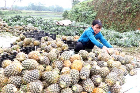 Nông dân xã Thượng Đức phấn khởi thu hoạch dứa Cayen