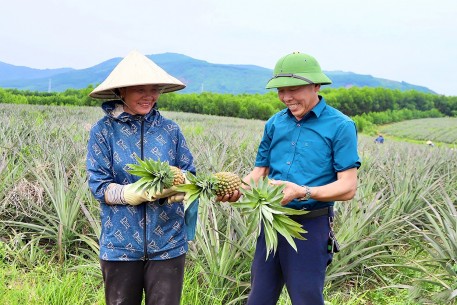 Hướng dẫn tạm thời quy trình kỹ thuật trồng dứa trên địa bàn Hà Tĩnh
