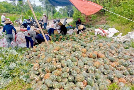Nông dân xã Thượng Đức phấn khởi thu hoạch dứa Cayen chính vụ