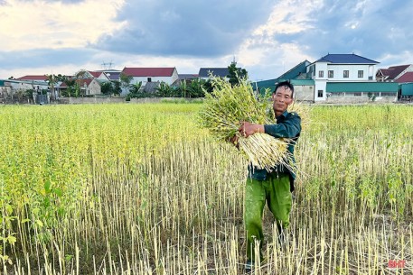 Mùa vừng ở xã Đức Quang - từ cánh đồng đến sản phẩm OCOP