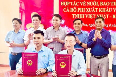 Xã Mai Hoa triển khai chuỗi liên kết nuôi cá rô phi xuất khẩu