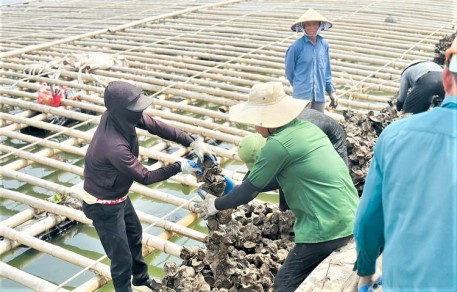 Nuôi hàu trên sông Rào Cái - mở hướng sinh kế bền vững