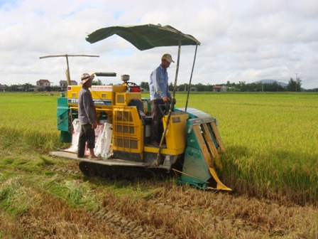 Mô hình sản xuất liên kêt lúa hàng hóa