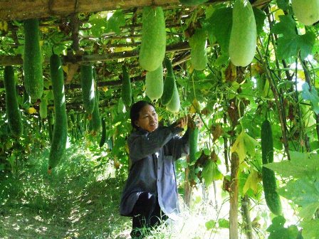 Mô hình HTX sản xuất rau an toàn