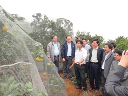 Mô hình trồng cây ăn quả ông Nguyễn Khánh Toàn