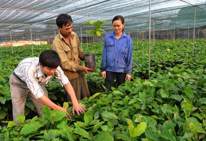 Khoa học - công nghệ bám sát mục tiêu phát triển bền vững Tây Nguyên