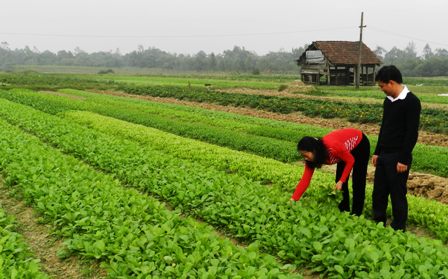 Bài 2:  Chỗ đứng nào cho rau an toàn?