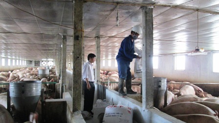 MÔ HÌNH CHĂN NUÔI LỢN TẬP TRUNG LIÊN KẾT VỚI CP - TRẦN VĂN HÀO