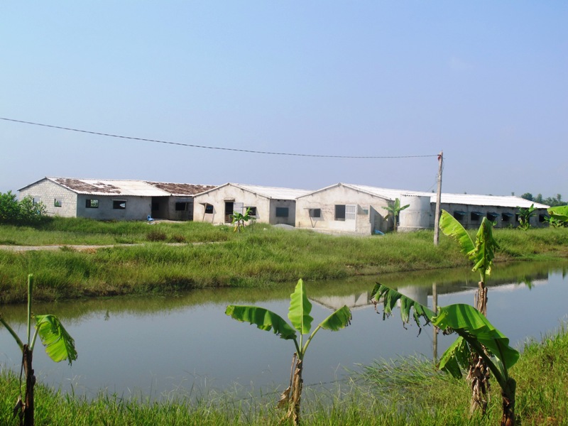 MÔ HÌNH  HTX CHĂN NUÔI, KINH DOANH  LỢN THỐNG NHẤT