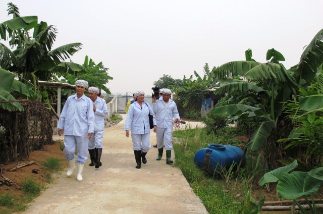 MÔ HÌNH TRANG TRẠI NUỘI LỢN NÁI NGOẠI VÀ LỢN THỊT