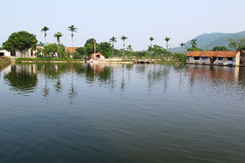 MÔ HÌNH CHĂN NUÔI LỢN TẬP TRUNG