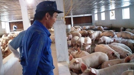 MÔ HÌNH HTX MINH LỘC, NUÔI LỢN THỊT THƯƠNG PHẨM LIÊN KẾT CP