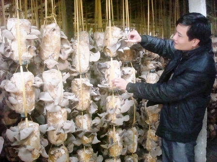 Thạch Hà chuyển đổi cơ cấu cây trồng, vật nuôi