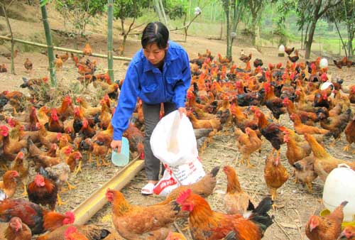 Nông dân "trúng đậm" vụ gà Tết