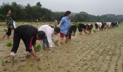 Hội thi cấy lúa trên cánh đồng mẫu