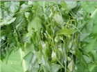 Làm giàu với rau bồ khai