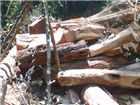 Kỷ luật lãnh đạo Vườn QG Phong Nha - Kẻ Bàng