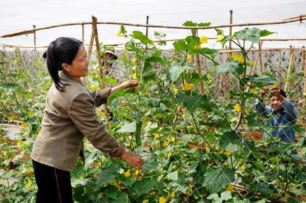 Những giải pháp tháo “nút thắt” cho tam nông