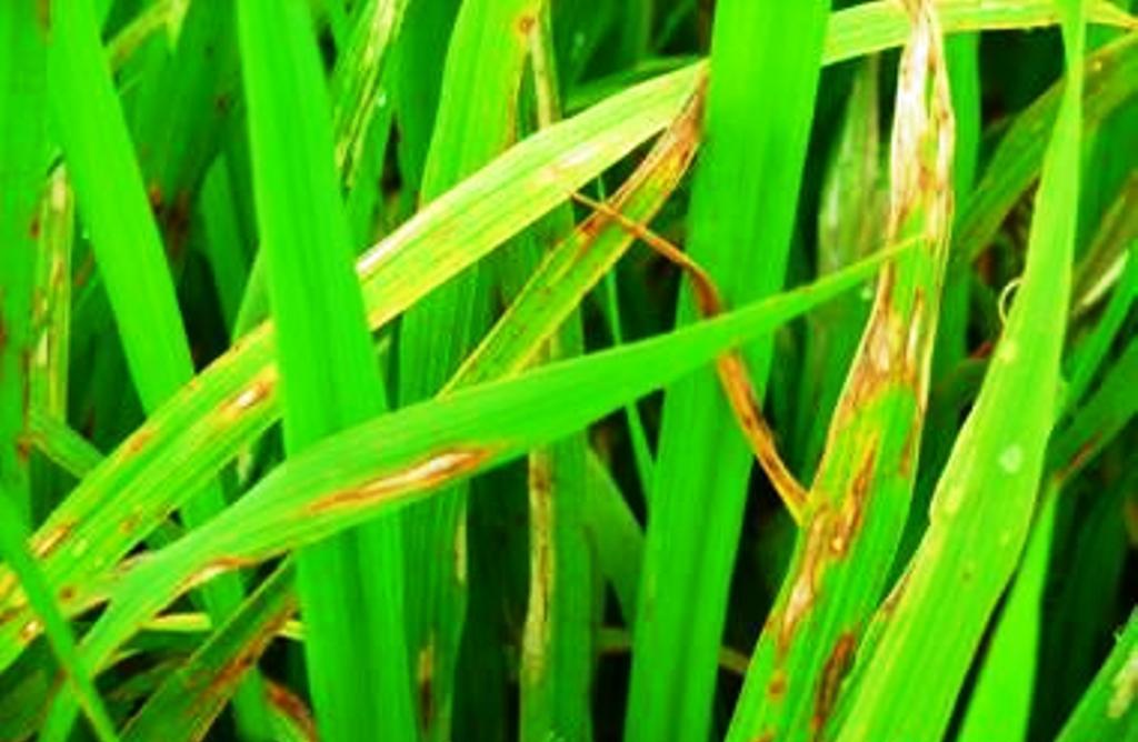 Nghịch lý giá lúa: Thiếu đồng bộ!