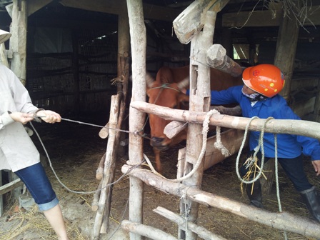 Phường Đậu Liêu: Hoàn thành việc tiêm phòng cho đàn trâu bò và bấm thẻ tai cho số trâu bò bị bệnh LMLM