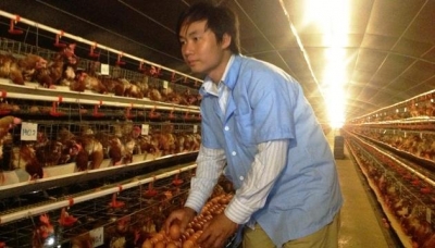 Chàng cử nhân nuôi gà bằng… âm nhạc