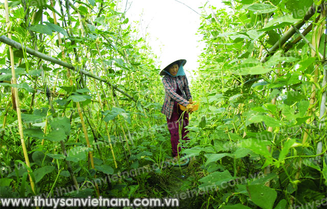 Nông dân Hà Tĩnh vững bước đi lên
