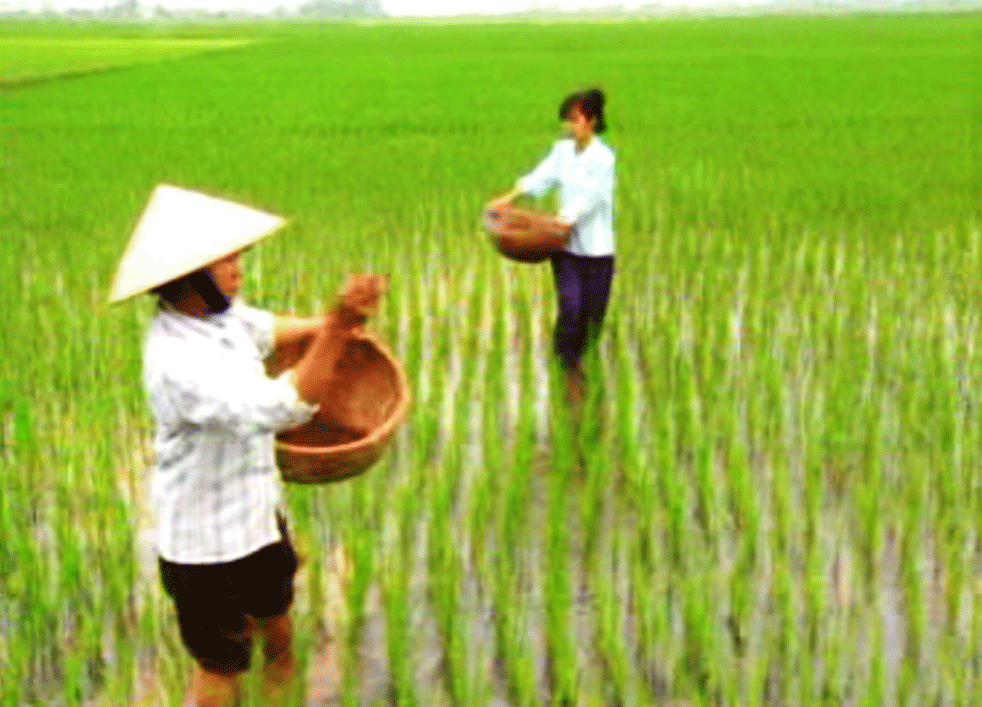 Chăm sóc, bảo vệ lúa xuân