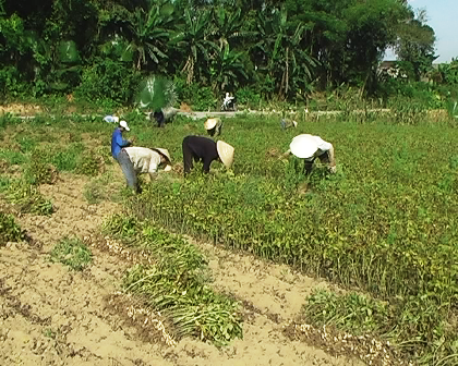 Hương Thọ: Năng suất lạc cao nhất huyện Vũ Quang