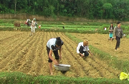 Vũ Quang: Tập trung sản xuất Hè thu