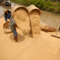 Giá lúa lại “quay đầu” giảm