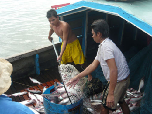 Thị trường cá tra lóp ngóp
