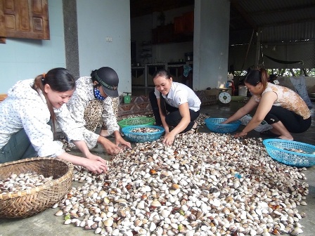 Làm giàu từ nghề nuôi ngao