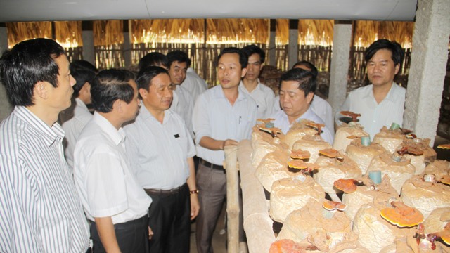 Hướng dẫn quy cách làm lán trại nuôi trồng nấm