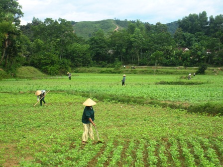 Vũ Quang: Chăm sóc 1010 ha đậu hè thu