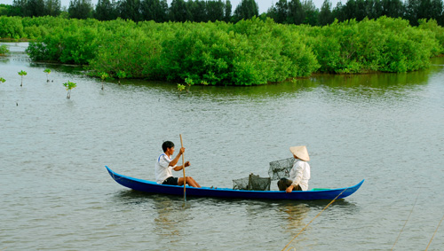 Thu hoạch tôm, cua nuôi dưới tán rừng phòng hộ