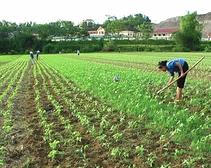 Vũ Quang: Tập trung chăm sóc 1010 ha đậu Hè thu