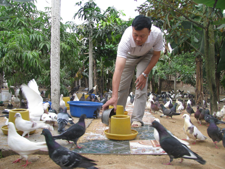 Anh Trịnh Hữu Hiền bên đàn chim trĩ giống của gia đình.