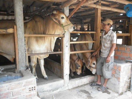 Nuôi bò vỗ béo cho thu nhập cao